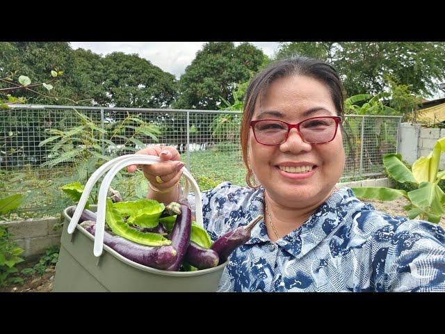 BUHAY BUKID/ PINAKA MARAMING NA HARVEST NA GULAY NGAYON/ LovelaceVLOG