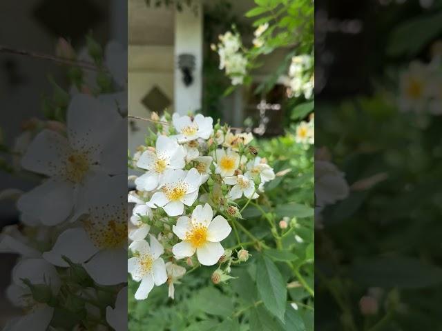 Fascinating nature  #englishgarden #garden #rose #flowers #gardening #rosengarten #nature