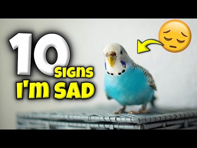 All 10 Signs Your Bird is Secretly Sad