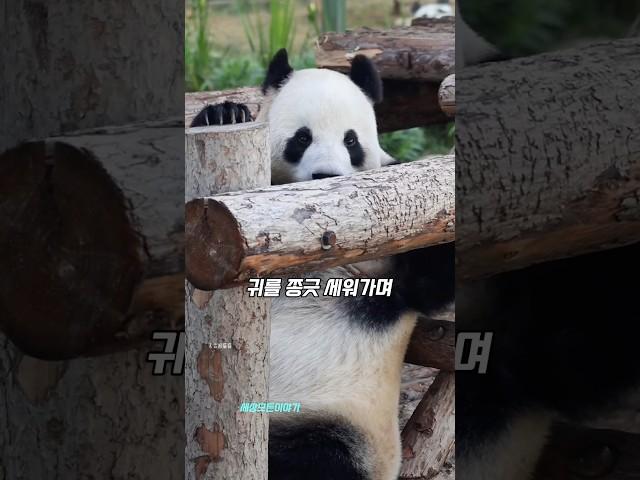 싸움구경이 제일재밌어 #페이윈