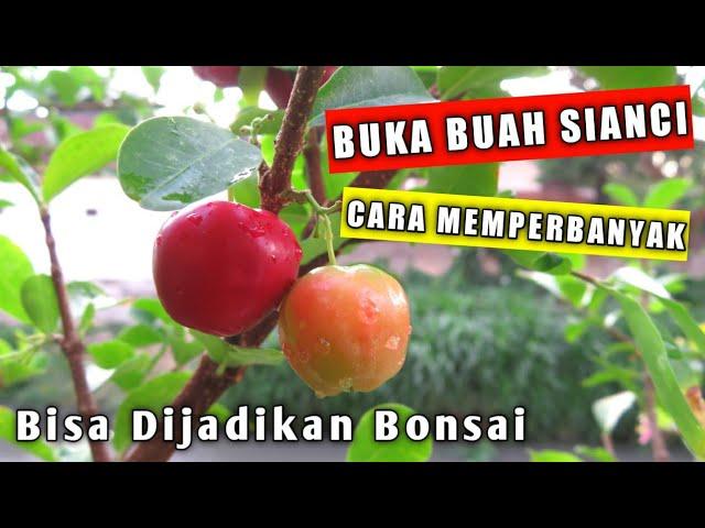 Mengenal Tanaman Buah Sianci (Barbados Cherry), Jenis Tanaman Yang Bisa Dijadikan Bonsai