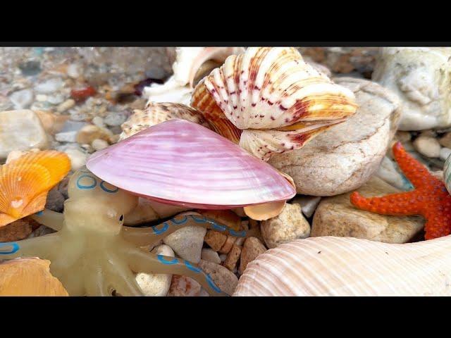 Shell pearls and snail pearls, perhaps snail pearls are more valuable