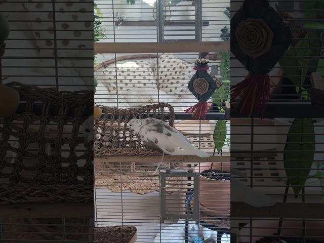 Let's spend some time with Emilio, definitely the most "zen" dove at our house! So calm and cosy ...