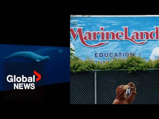 Marineland sees 4th beluga death in a year, amid ongoing animal welfare probe