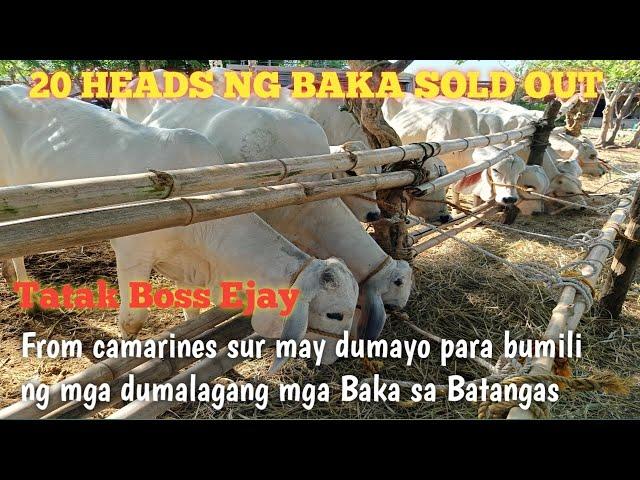 May Namakyaw ng 20 heads na Baka!!Boss Ejay Livestock dealer..