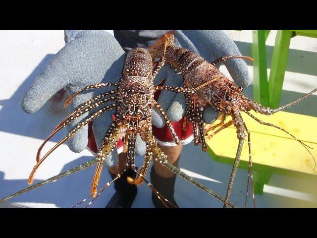 Catching tons of Spanish lobsters at night