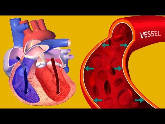 High Diastolic Blood Pressure: Causes And Symptoms