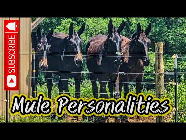 MULES and their PERSONALITIES!! UPDATE on May’s  shoulder #177