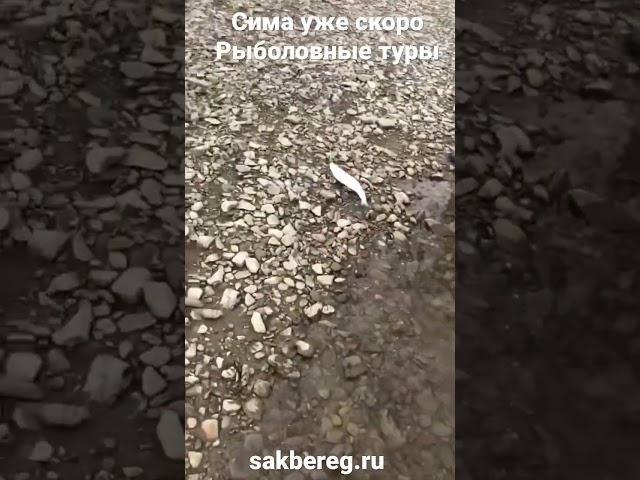 Рыболовные туры за Симой. Сахалин 2023