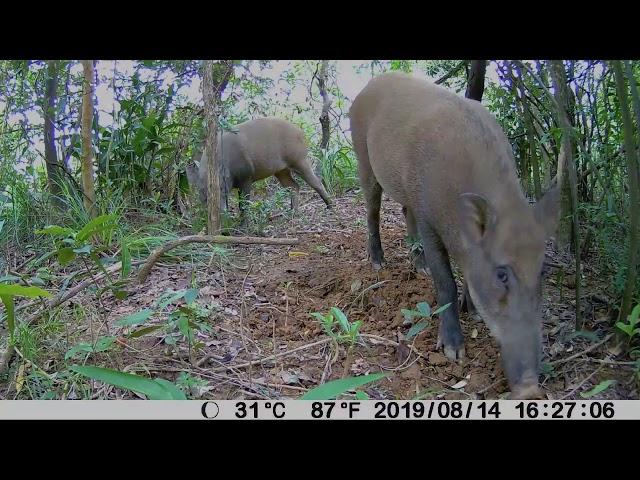 BlazeVideo Trail Camera