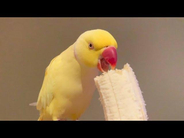 Happy Banana Bird