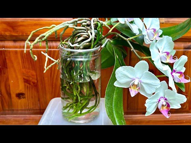 No need for soil, strangely orchids grow flowers and roots all year round