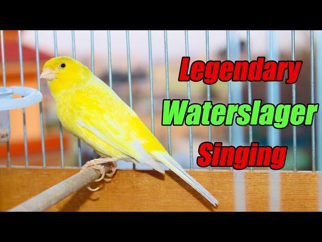 Legendary Waterslager Canary Singing For Training - وتر سلاجر