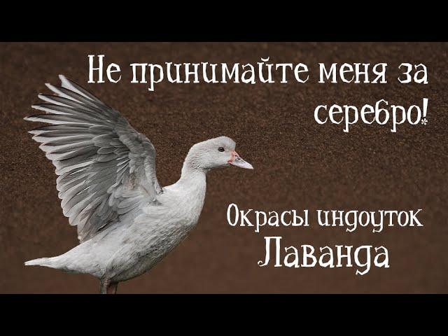 ЛАВАНДА. Окрасы индоуток: часть 10. Окрасы мускусных уток