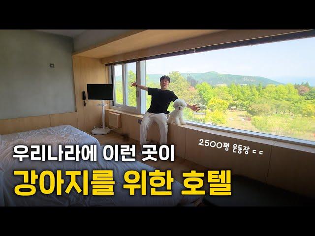 요즘 난리났다는 키녹!! 드디어 우리나라에도 이런 강아지 호텔이 생기네요