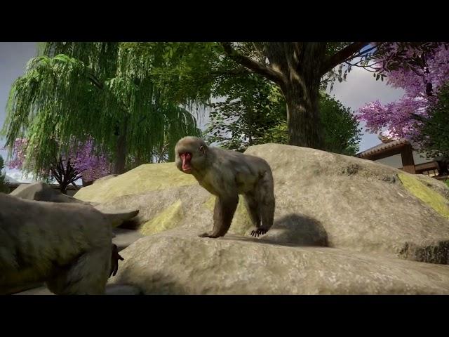 Japanese macaque | Planet Zoo Animals