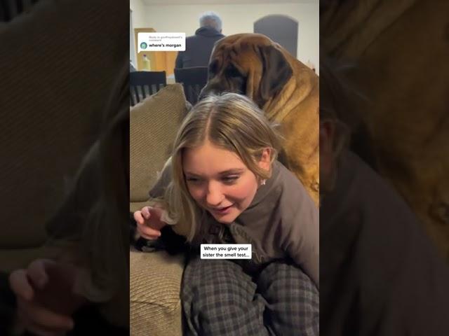 GIANT puppy does not understand personal space #dog #dogs #cutedog #funnydogs #shorts