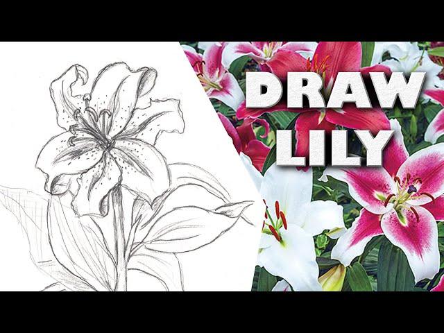 HOW TO DRAW ORIENTAL LILY Step by Step Drawing Tutorial. Guided realistic spring flower sketch