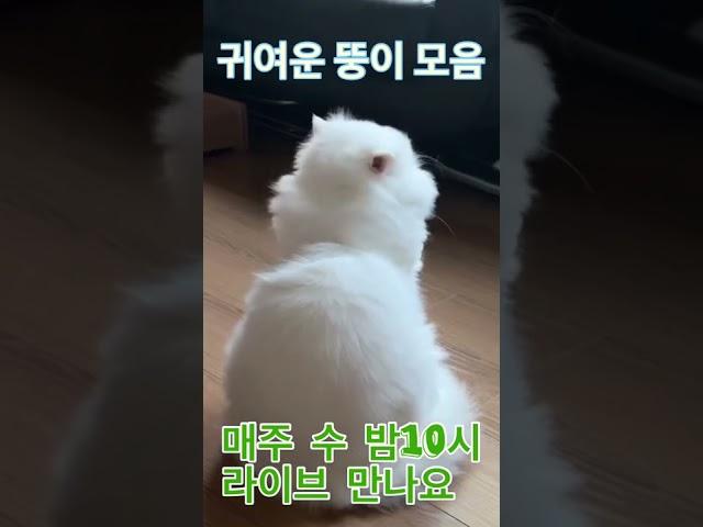 유튜브 라이브 합니다