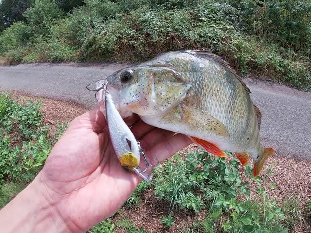 Headlight Rawbite (NEW) + a lot of tips about crankbaits!!! Zander and perch on the shallows