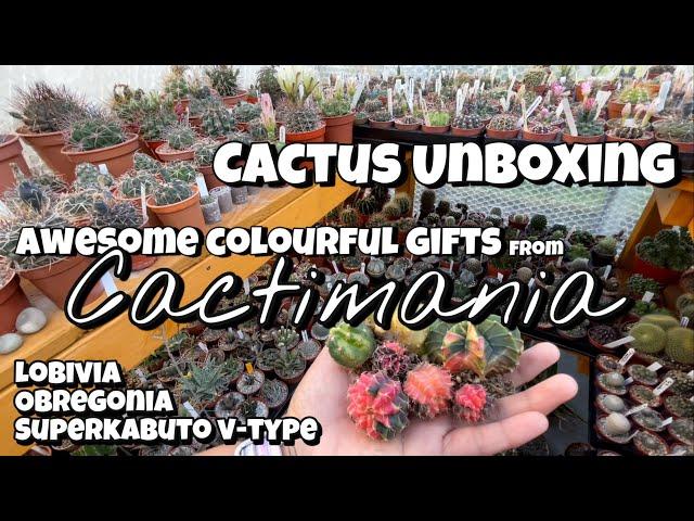 Cactus Unboxing from @Cactimania | Colourful cacti gift | variegated plants | Obregonia Astro V-type