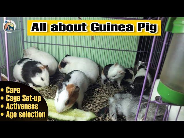 First Time Guinea Pig Owners || Guinea Pig Guide For Beginners