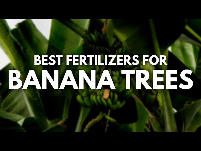 Best Fertilizer for Banana Trees - Bigger, Tastier and Healthier