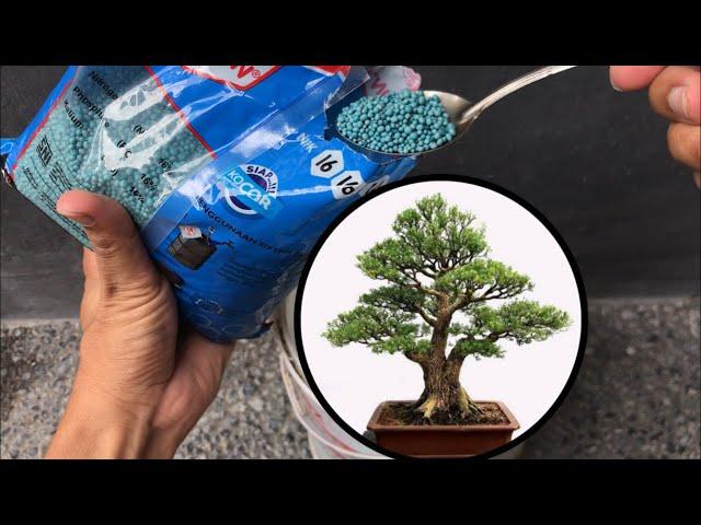 Bonsai fertilizer and how to use it