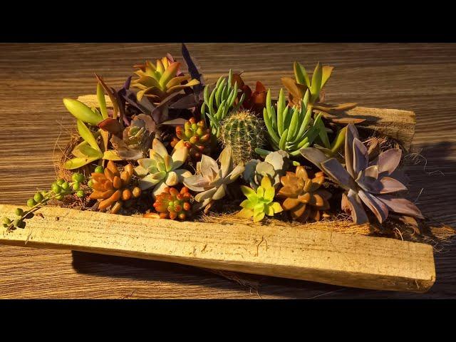 How To Plant Succulents In Driftwood | Succulent Arrangement DIY #succulents #propagation #plants