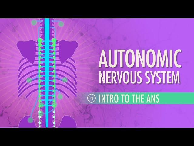 Autonomic Nervous System: Crash Course Anatomy & Physiology #13