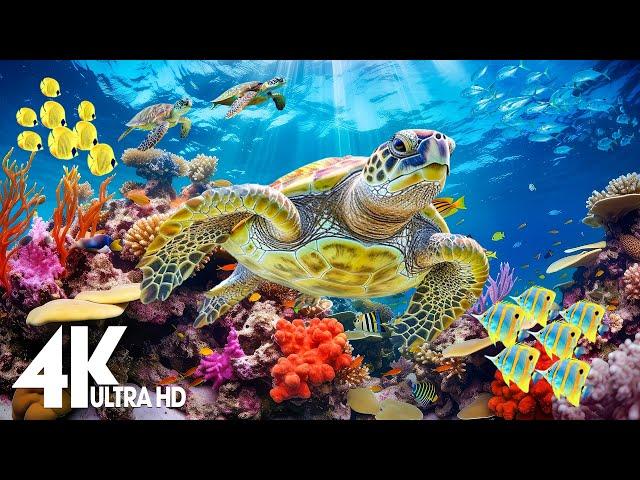 Aquarium 4K Footage (ULTRA HD)  Beautiful Coral Reef Fish with Relaxing Music for Stress Relief