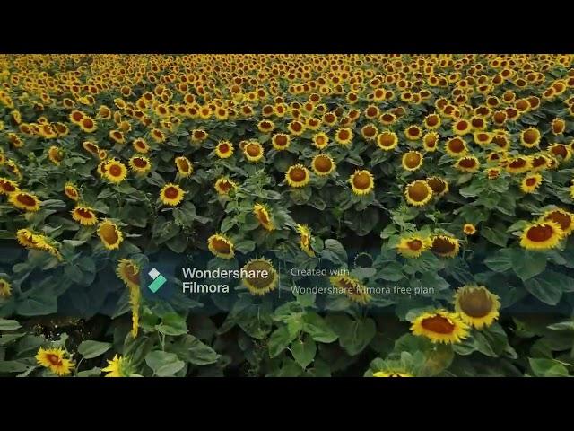 Beautiful | SunFlower | Field | Finally | Revealed | By | HBS STUDIO