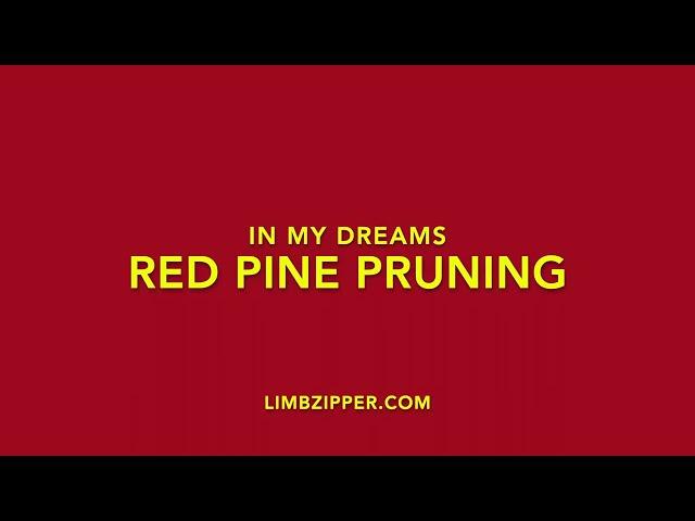 In My Dreams Red Pine Pruning