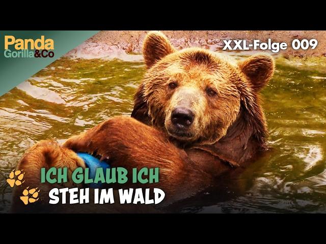 XXL-Wald-Spezial: Im Zoo geht es auf die Spuren der Waldtiere | Panda, Gorilla & Co.