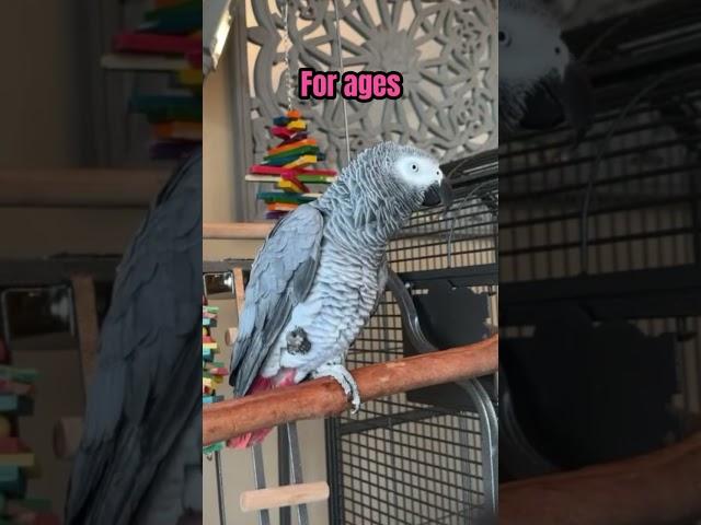 When did Gizmo learn a Scottish accent  #talkingparrot #africangrey #gizmo