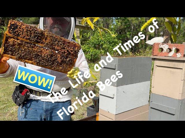 The Life and Times of Florida Bees