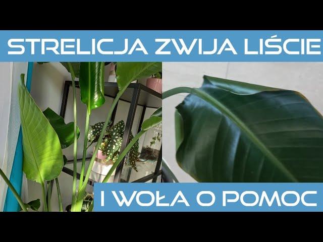 Strelicja zwija liście. Co się dzieje? Popołudnie z roślinami#6