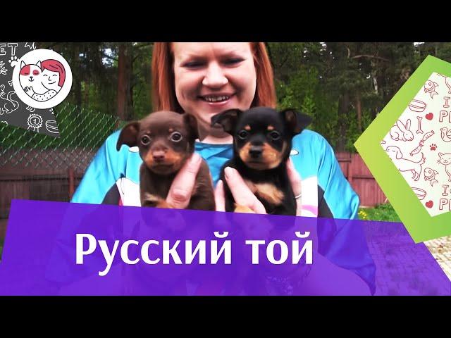 Русский  той на ilikepet