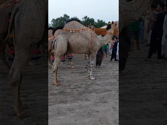 Camel Show in Faisalabad 2023 / aount Mandi Faisalabad #camel