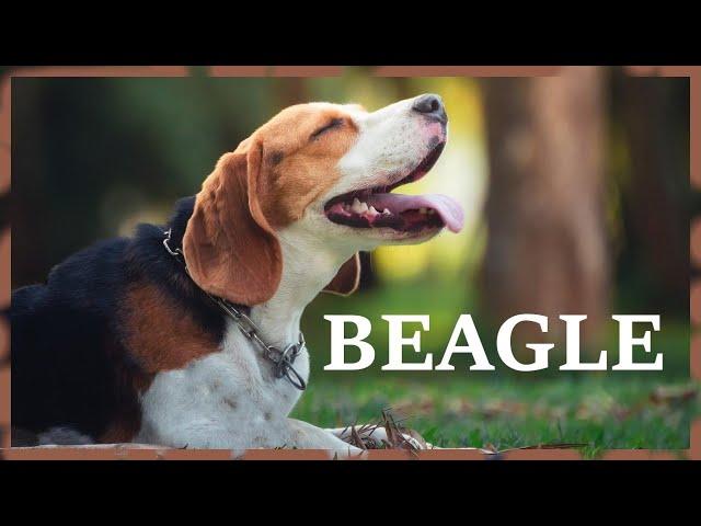 Beagle barking in the city park. Loud english beagle dog sound.