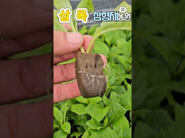 여름삽목 99%성공 수국을 만나다. 많이 죽여봐야 알수있다. #수국 #여름삽목 #정원가꾸기
