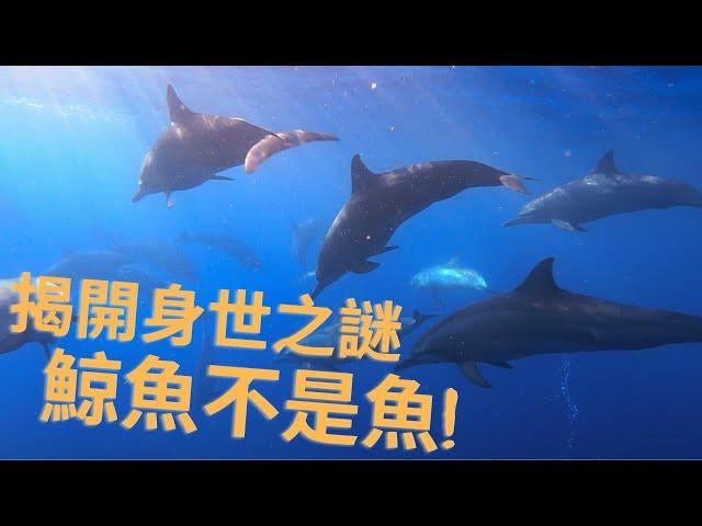 【精選】鯨魚不是魚！鯨豚的祖先原本是一種像鹿的偶蹄動物？依據DNA定序，鯨類和河馬竟然是姐妹群!? 鯨豚為何從陸地返回海洋？金鐘主持人舒夢蘭帶您揭開鯨豚家族的身世之謎！ˍ大洋的召喚ˍ聚焦全世界