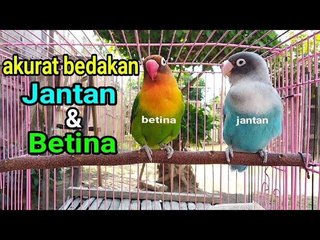 Tips membedakan LOVEBIRD JANTAN & BETINA