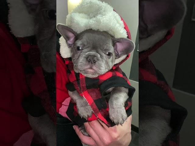 George G The Frenchie #frenchie #dogdad #puppy