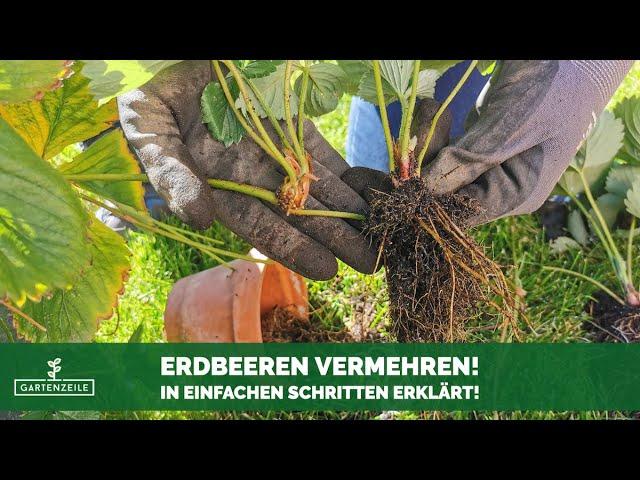 Erdbeeren vermehren | In einfachen Schritten erklärt! So ziehst du Ableger von deinen Erdbeeren!