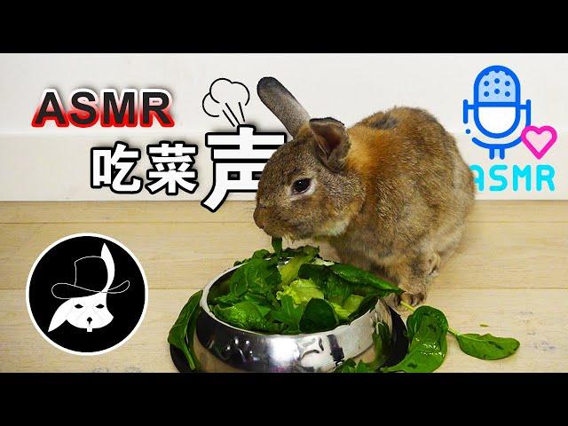 15分钟的ASMR | 兔子吃蔬菜的声音 | 萌宠吃播 | 呆呆卫