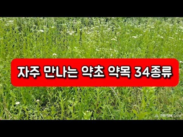 산과 들에 자주 만나는 나물 약초 34종류