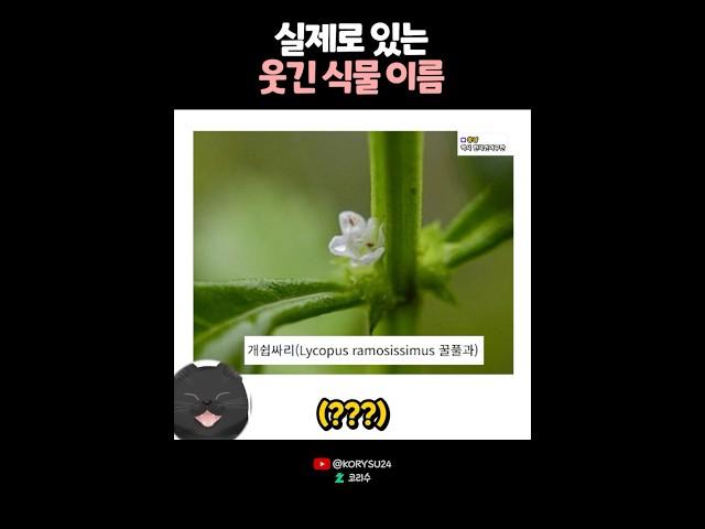 실제로 있는 웃긴 식물 이름..? 