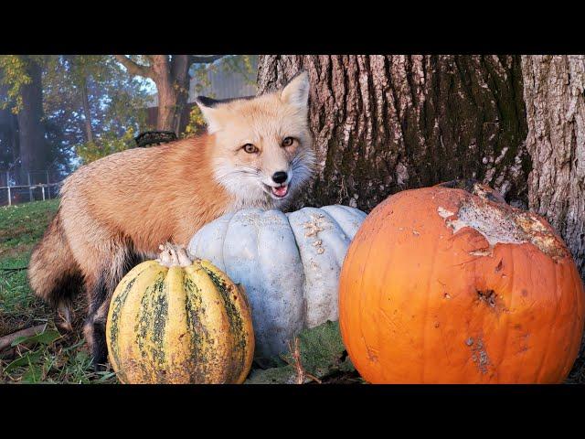 How I got pumpkin pictures of our elusive tree fox Felix