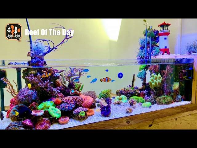 Reef Of The Day: Shallow Reef